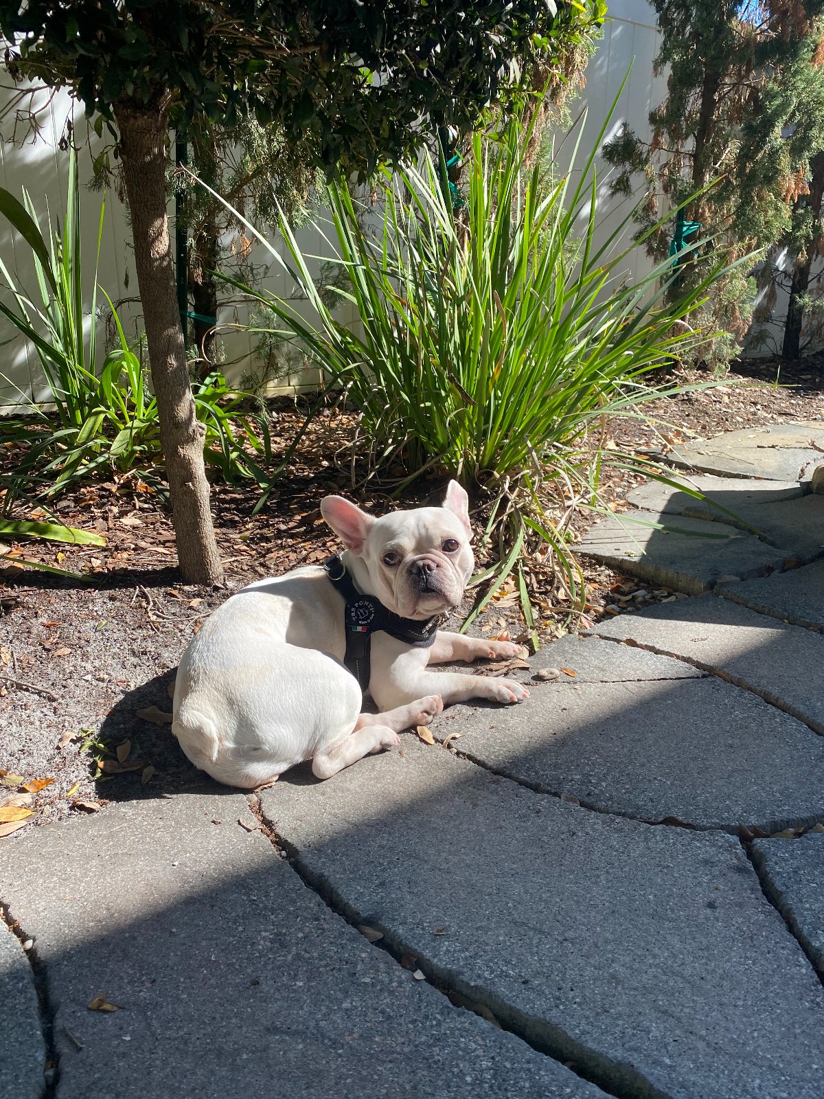 Lily — The Bronze Lily, St. Petersburg, FL