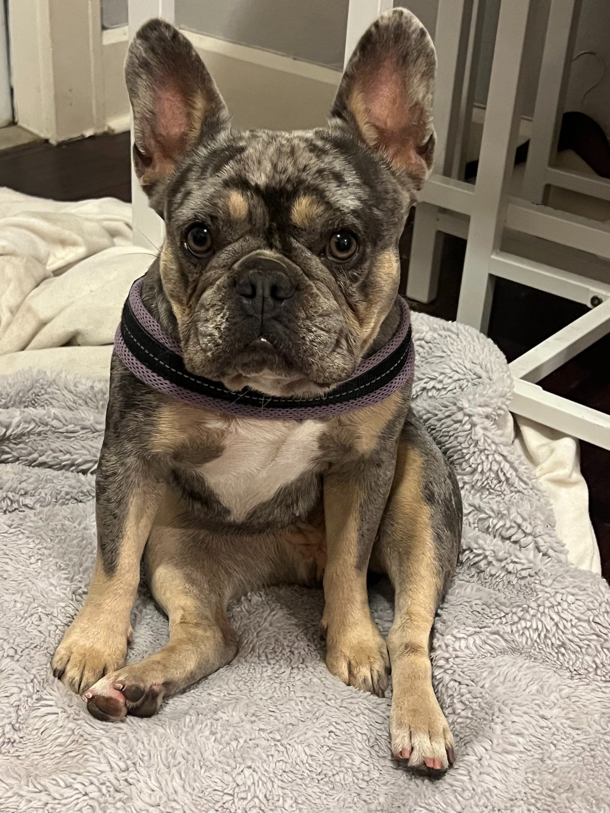 Lula — The Bronze Lily, St. Petersburg, FL